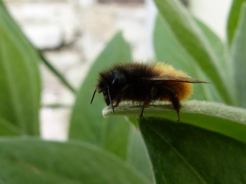 Osmia cornuta