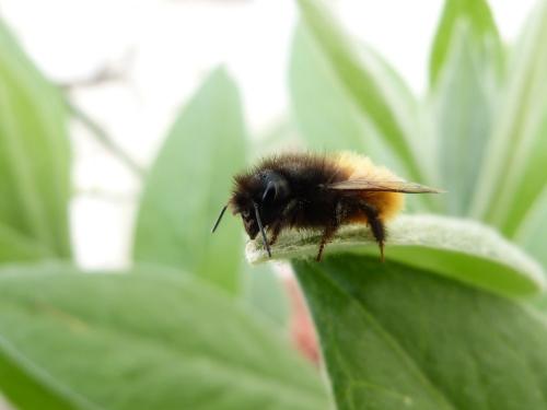 Osmia cornuta