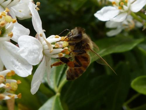 Apis mellifera