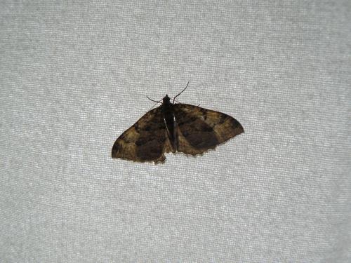 Réf. 117 634 : Hydria cervinalis