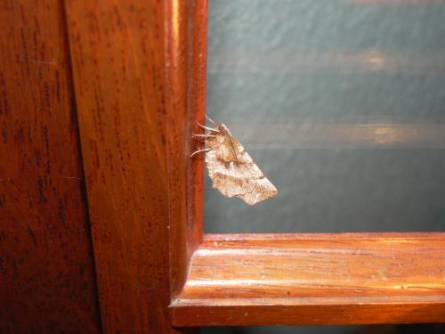 Selenia dentaria