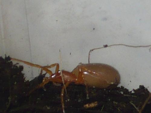 Dysdera sp.