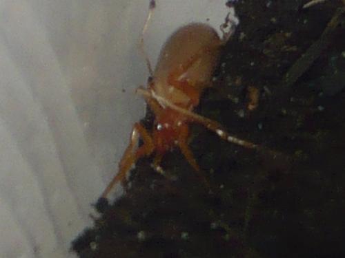 Dysdera sp.