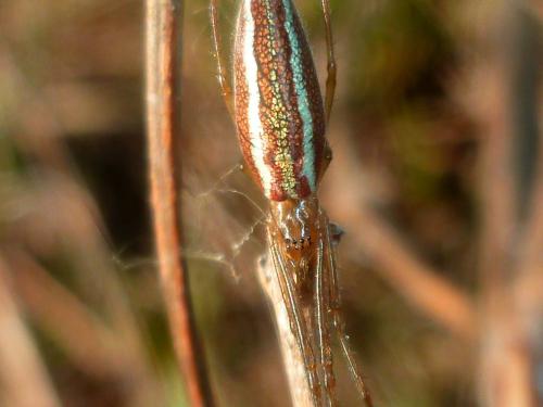Tetragnatha sp.