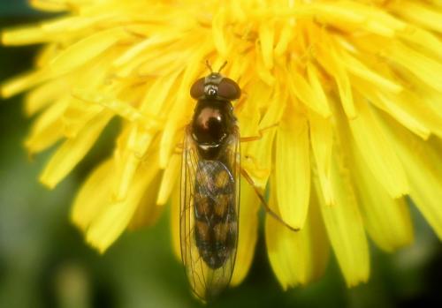 Réf. 117 504 : Melanostoma scalare