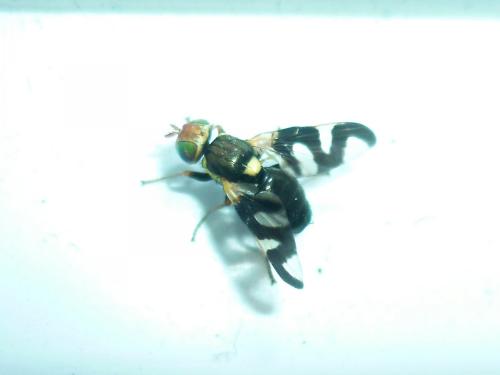 Urophora cardui