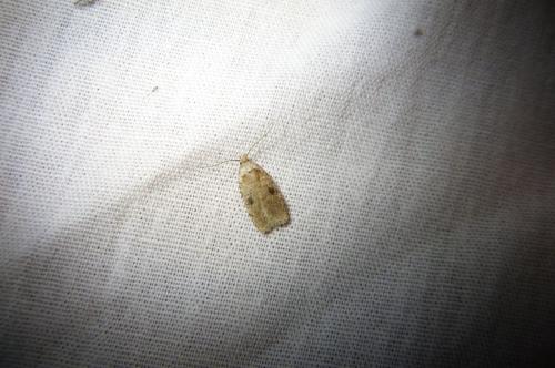 Agonopterix propinquella
