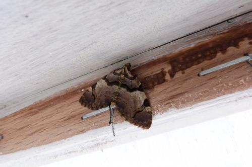 Réf. 117 419 : Anticlea derivata