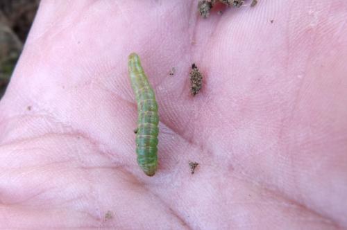 Mesapamea sp.