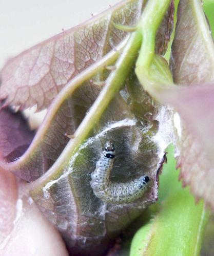 Cnephasia incertana