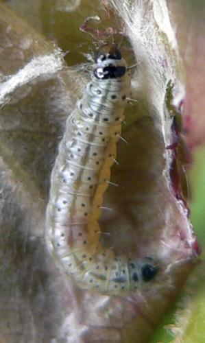 Cnephasia incertana