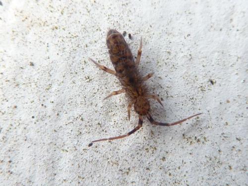 Réf. 117 163 : Orchesella villosa
