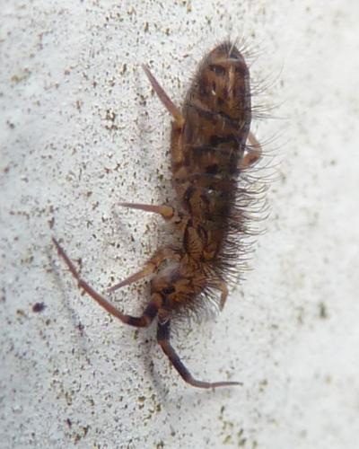 Réf. 117 164 : Orchesella villosa