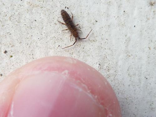 Réf. 117 165 : Orchesella villosa