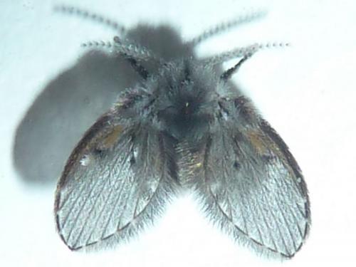 Réf. 117 121 : Clogmia albipunctata