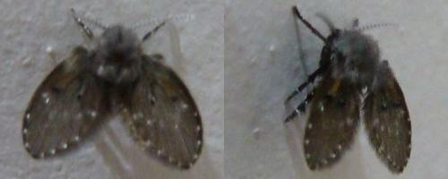 Clogmia albipunctata