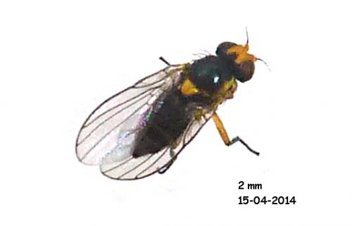 Liriomyza sp.