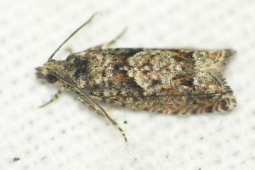 Réf. 117 320 : Epinotia immundana
