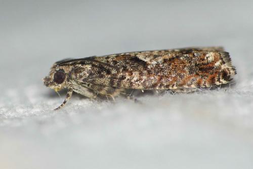 Réf. 117 319 : Epinotia immundana