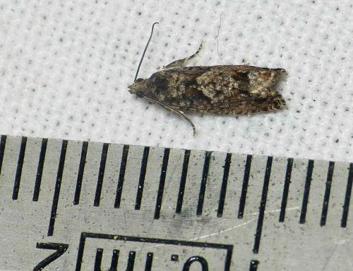 Réf. 117 321 : Epinotia immundana