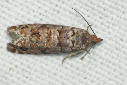 Réf. 117 287 : Gravitarmata margarotana