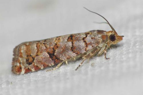 Réf. 117 286 : Gravitarmata margarotana