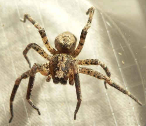 Zoropsis spinimana
