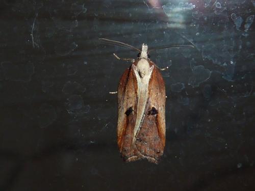 Réf. 117 427 : Acleris cristana