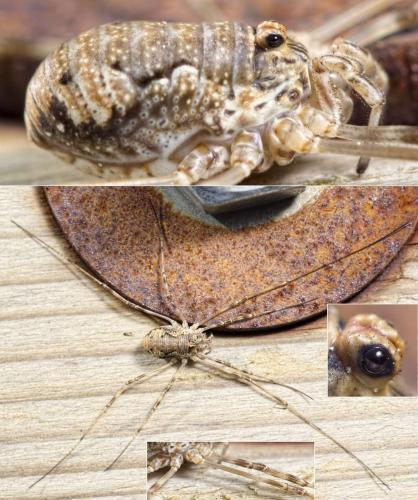Dasylobus graniferus
