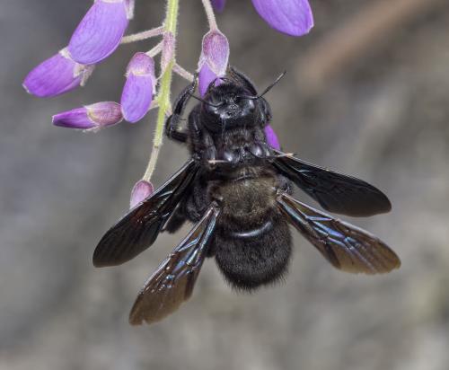 Xylocopa violacea