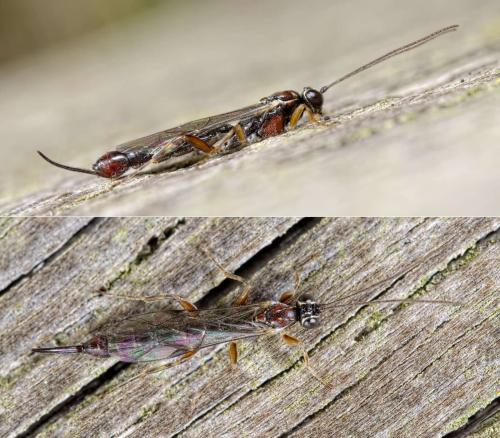 Réf. 117 396 : Clistopyga sp.