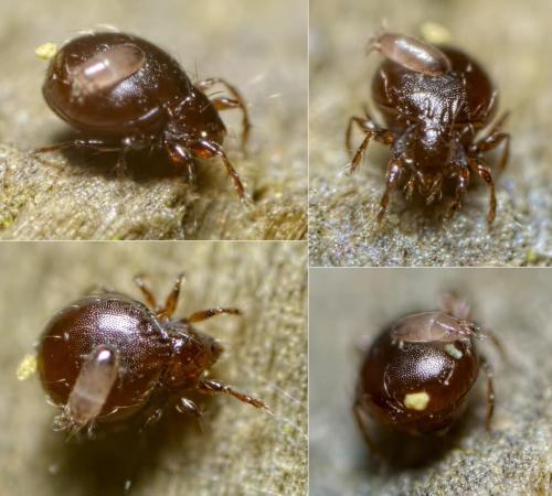 Réf. 117 722 : Phauloppia lucorum