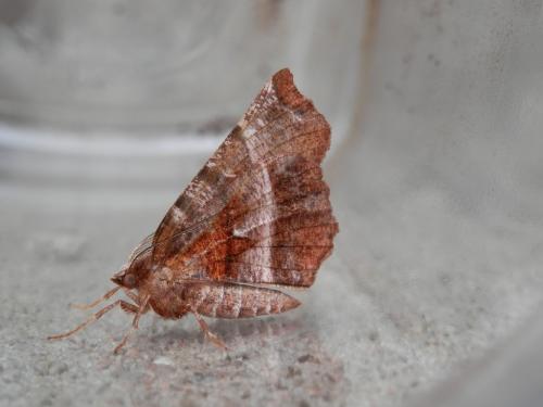 Réf. 117 188 : Selenia dentaria
