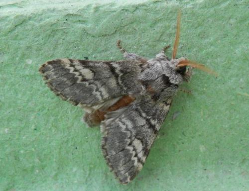 Drymonia ruficornis