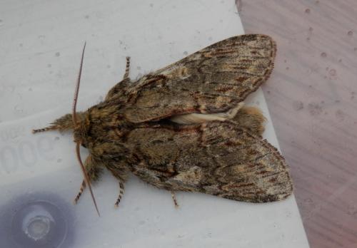 Peridea anceps