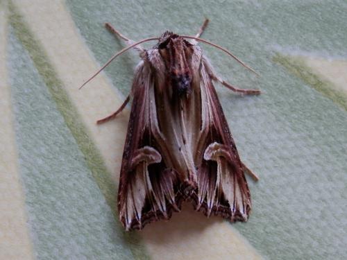 Réf. 117 248 : Actinotia polyodon
