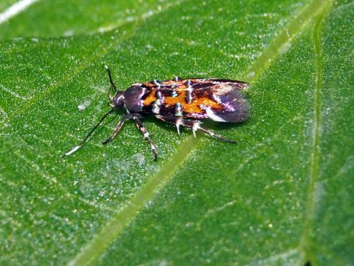 Pancalia leuwenhoekella