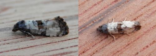 Cochylis atricapitana