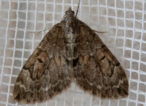 Réf. 117 465 : Thera obeliscata