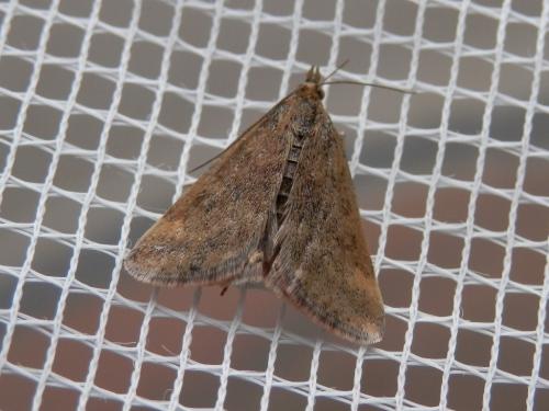 Pyrausta despicata