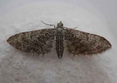 Réf. 117 686 : Eupithecia abbreviata