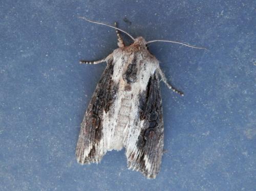 Egira conspicillaris
