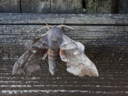 Laothoe populi
