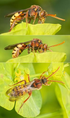 Nomada sp.