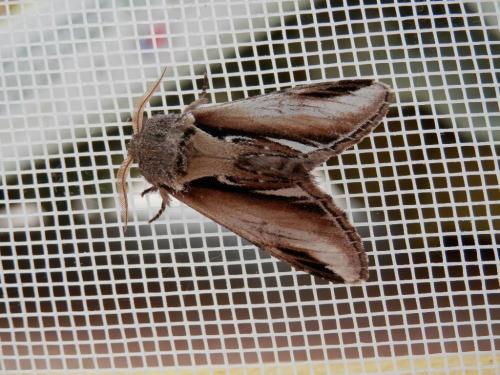 Pheosia gnoma