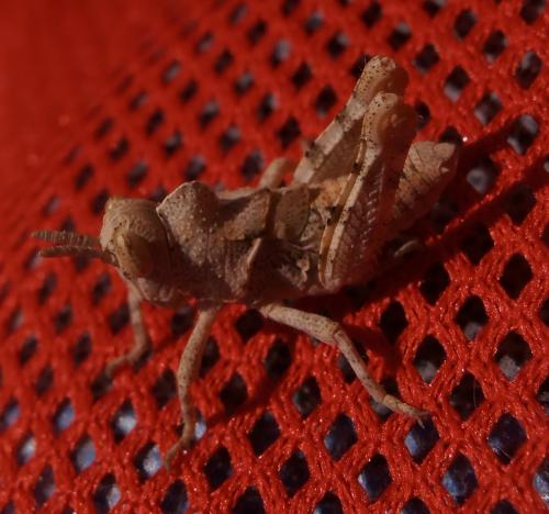 Réf. 117 513 : Dericorys lobata