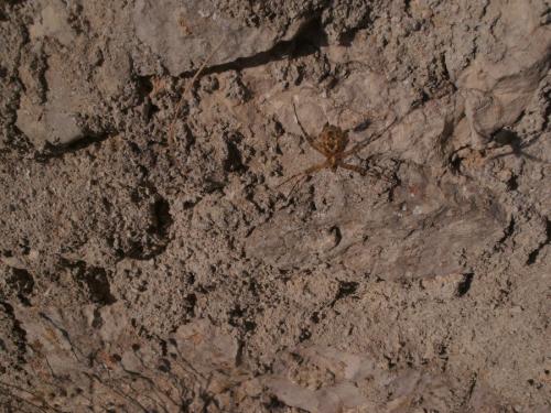 Argiope lobata
