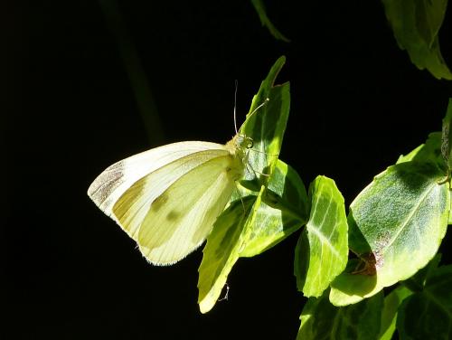 Pieris rapae