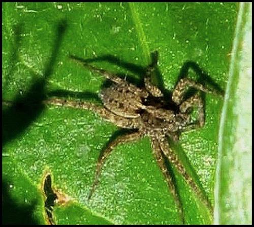 Pardosa sp.