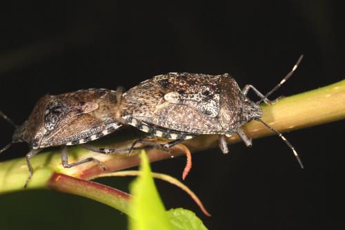 Rhaphigaster nebulosa